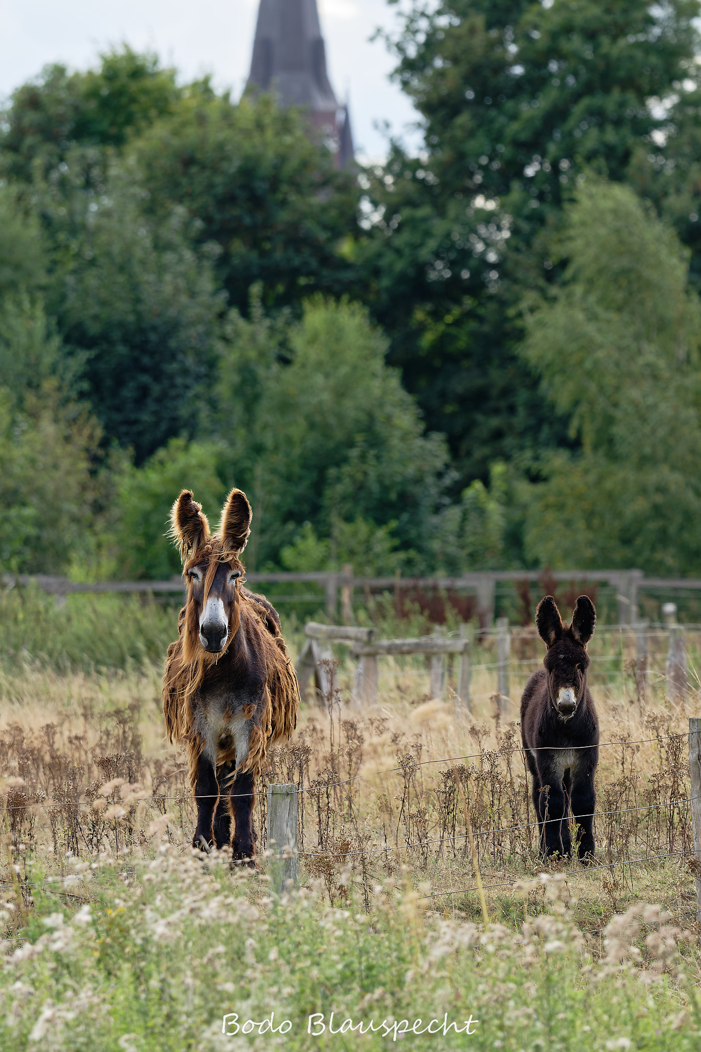 08.23 16.23 42   Poitou Esel   Steveraue WEB